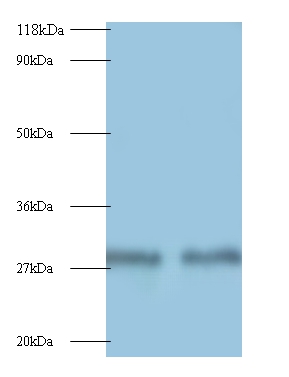 Myelin protein P0 Polyclonal Antibody