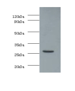 Vascular endothelial growth factor A Polyclonal Antibody