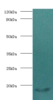 Calmodulin Polyclonal Antibody