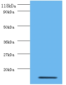 Interleukin-8 Polyclonal Antibody