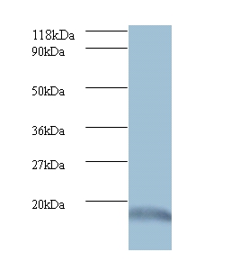 Ubiquitin-like protein ISG15 Polyclonal Antibody