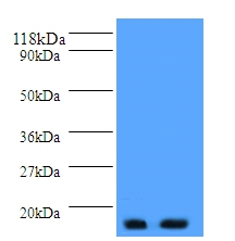 Parathyroid hormone Polyclonal Antibody