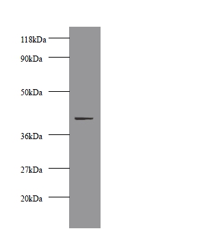 Creatine kinase M-type Polyclonal Antibody