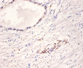 Neurotrophin-4 Polyclonal Antibody