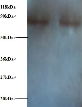 Nuclear factor NF-kappa-B p105 subunit 1 Polyclonal Antibody