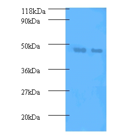 Phosphatidylcholine-sterol acyltransferase Polyclonal Antibody