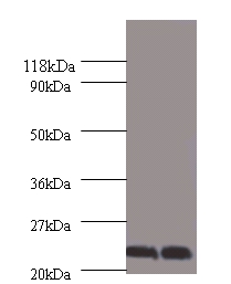 Chorionic somatomammotropin hormone Polyclonal Antibody