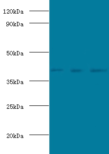 POU domain, class 5, transcription factor 1 Polyclonal Antibody