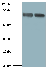 Glutamate carboxypeptidase 2 Polyclonal Antibody