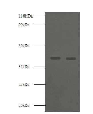 Basigin Polyclonal Antibody