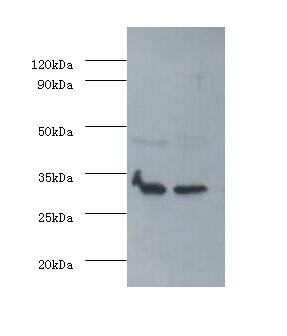 Fibroblast growth factor 2 Polyclonal Antibody