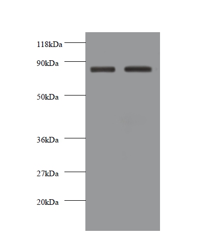 Cadherin-12 Polyclonal Antibody