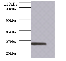 GTPase ERas Polyclonal Antibody