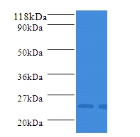 APX2 Polyclonal Antibody