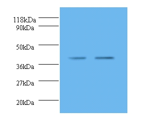 metC Polyclonal Antibody