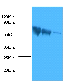 Glycoprotein G Polyclonal Antibody