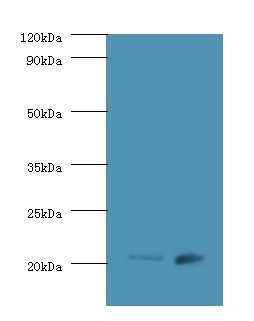 GTPase Hras Polyclonal Antibody