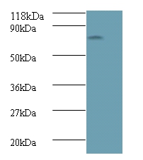 Avpr1a protein Polyclonal Antibody