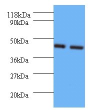 Vasopressin V1b receptor Polyclonal Antibody;