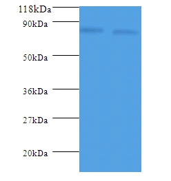 ldcC Polyclonal Antibody