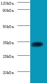 Transcription factor SOX-2 Polyclonal Antibody