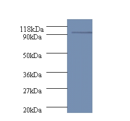 polA Polyclonal Antibody