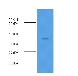 Haptoglobin Polyclonal Antibody