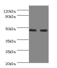 Sialidase-3 Polyclonal Antibody