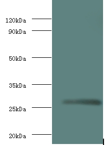 Matrix protein Polyclonal Antibody