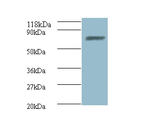 ligA Polyclonal Antibody