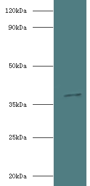 Inositol 2-dehydrogenase/D-chiro-inositol 3-dehydrogenase Polyclonal Antibody