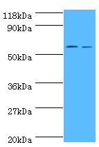 Carboxylesterase 1C Polyclonal Antibody