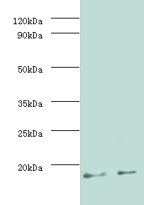 MPT63 Polyclonal Antibody