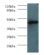 H-2 class I histocompatibility antigen, D-D alpha chain Polyclonal Antibody