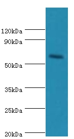 CRY2 Polyclonal Antibody