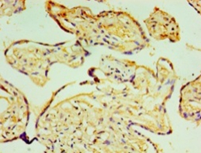 Prolyl 4-hydroxylase subunit alpha-3 Polyclonal Antibody