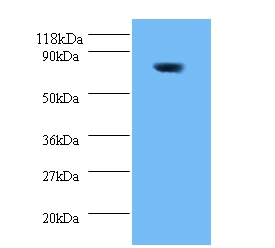 WD repeat-containing and planar cell polarity effector protein fritz homolog Polyclonal Antibody