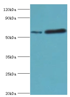 MAPKAP1 Polyclonal Antibody