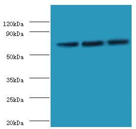 Heat shock 70 kDa protein 6 Polyclonal Antibody