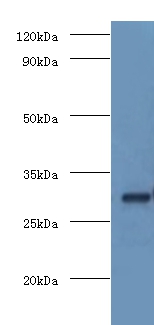 COP9 signalosome complex subunit 7a Polyclonal Antibody