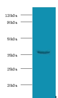 WD repeat-containing protein 54 Polyclonal Antibody