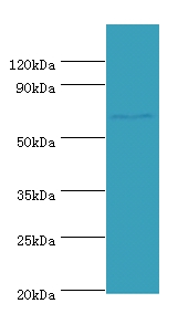 Leucine-rich repeat-containing protein 40 Polyclonal Antibody