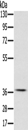 CREB1 Antibody