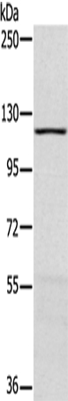 MAPK7 Antibody