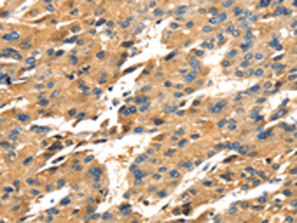 SPARC Antibody