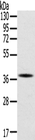 SPARC Antibody