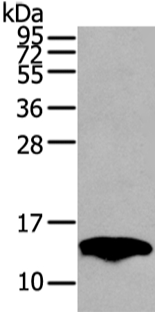 PMP2 Antibody