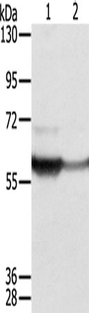 CTSA Antibody