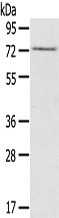 RAD17 Antibody