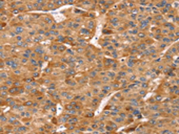 RFFL Antibody